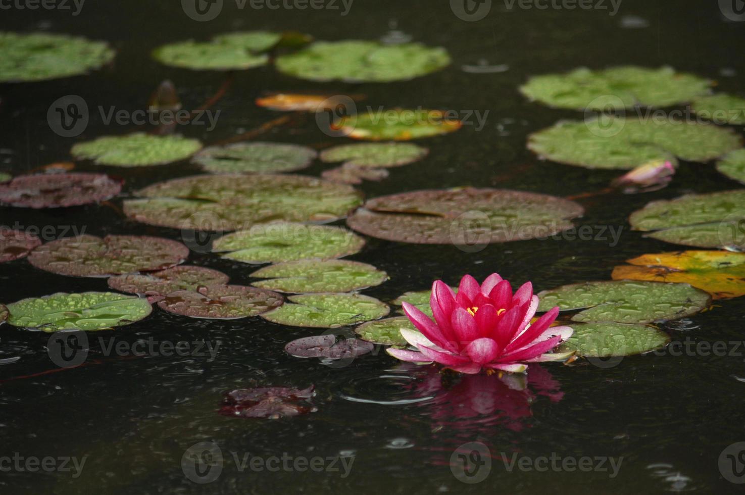 Beautiful Lotus flower in a pond during rain in Kyoto, Japan photo