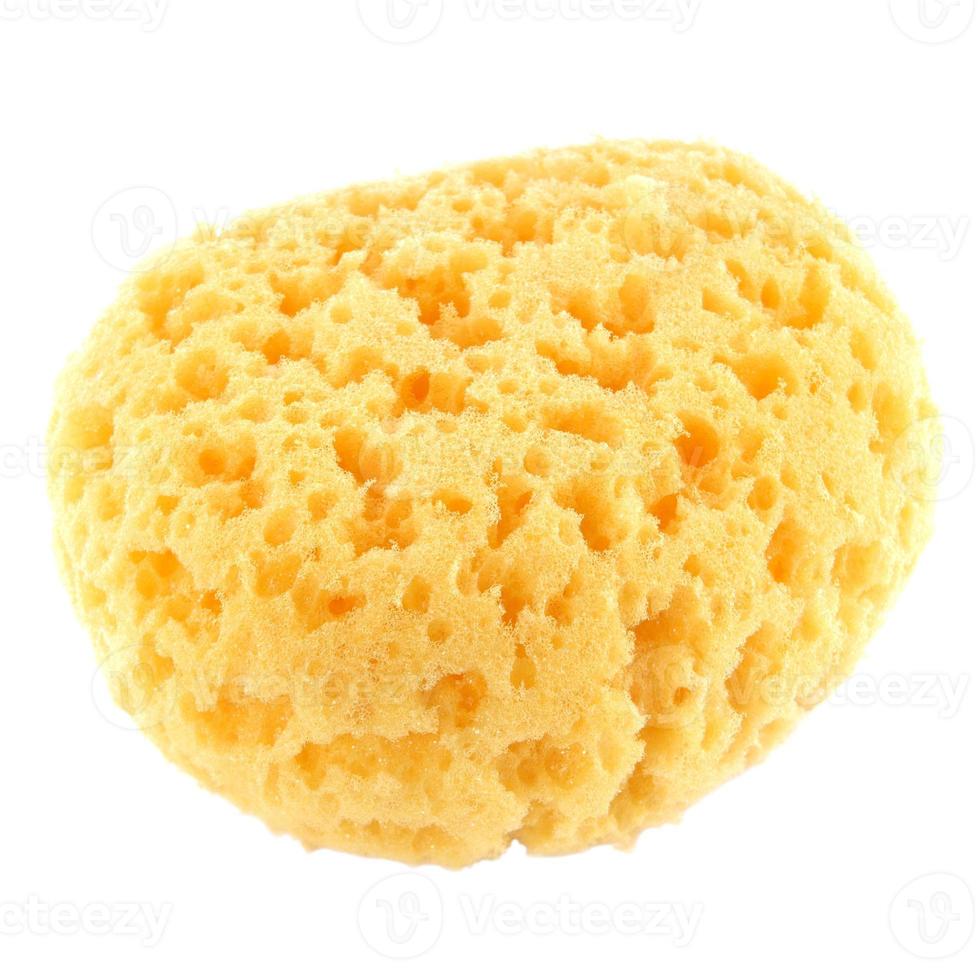 sponge on white photo