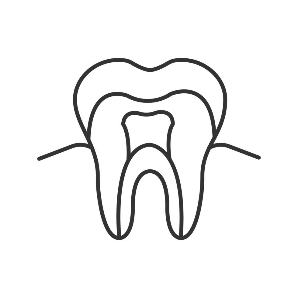 Tooth anatomical structure linear icon. Tooth root and crown. Thin line illustration. Dentin, enamel, pulp. Contour symbol. Vector isolated drawing