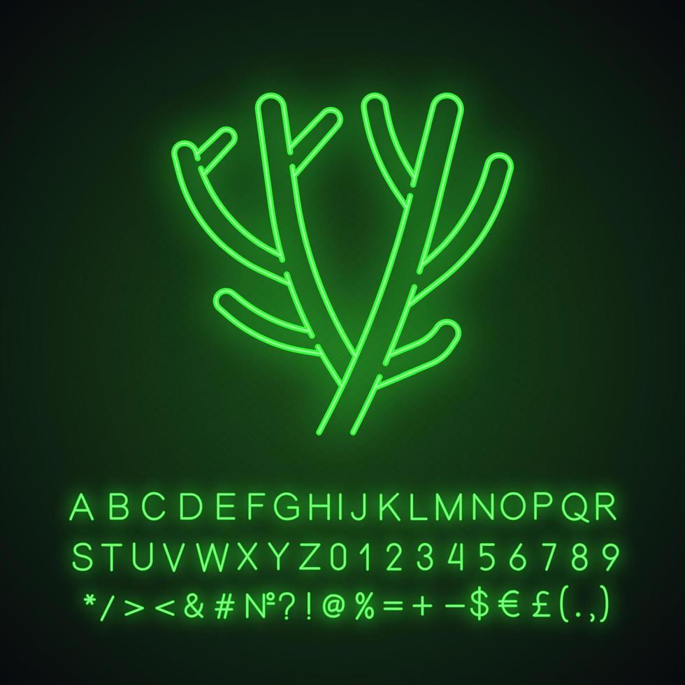 Pencil cactus neon light icon. African desert plant. Indian tree spurge. Succulent. Milk bush. Euphorbia tirucalli. Glowing sign with alphabet, numbers and symbols. Vector isolated illustration