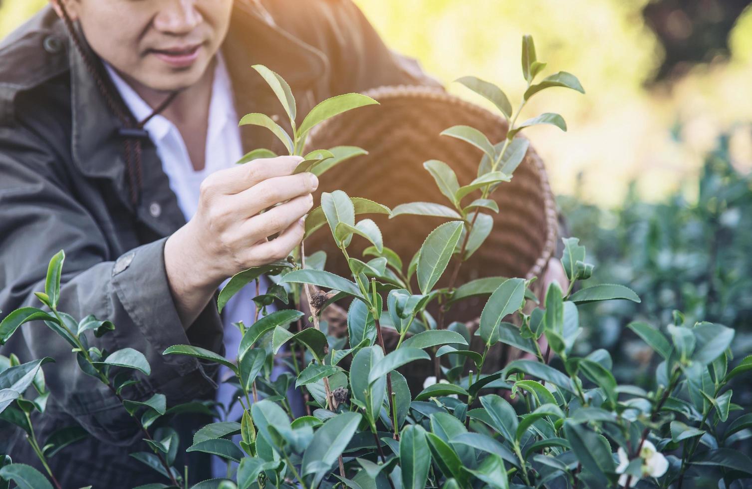 Man harvest - pick fresh green tea leaves at high land tea field in Chiang Mai Thailand - local people with agriculture in high land nature concept photo