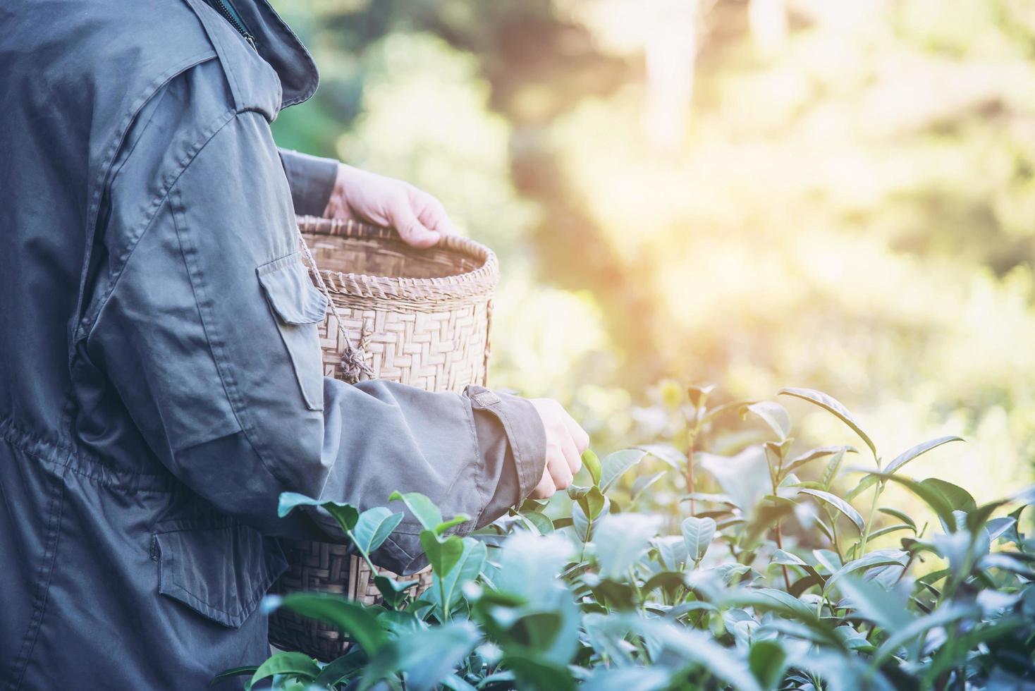 Man harvest - pick fresh green tea leaves at high land tea field in Chiang Mai Thailand - local people with agriculture in high land nature concept photo