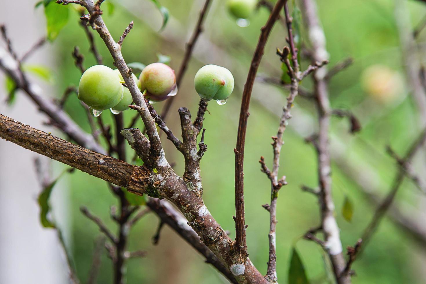 durazno chino fresco en su árbol foto