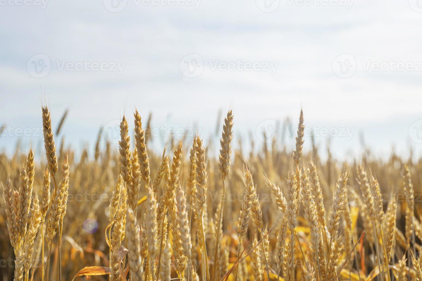 Farmland field with yellow ripe ears of wheat in sunny summer day. photo