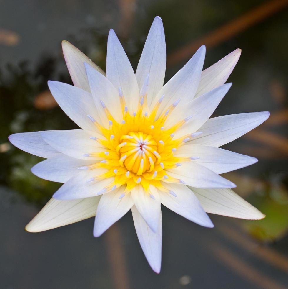 Beautiful white blooming lotus photo