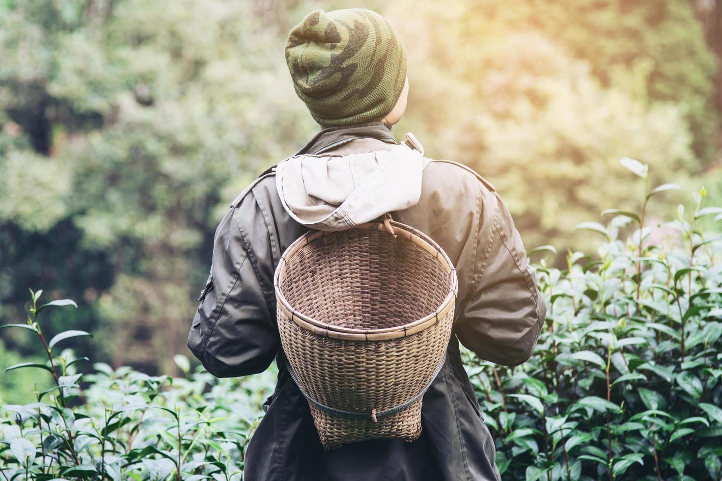 Man harvest - pick fresh green tea leaves at high land tea field in Chiang Mai Thailand - local people with agriculture in high land nature concept photo