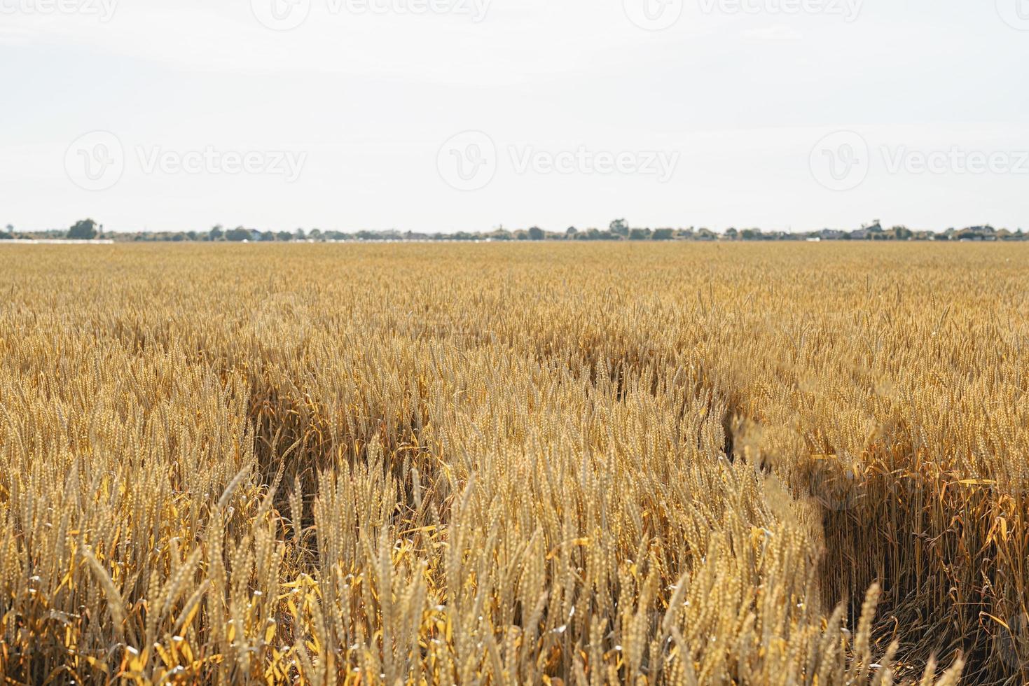 Farmland field with yellow ripe ears of wheat in sunny summer day. photo