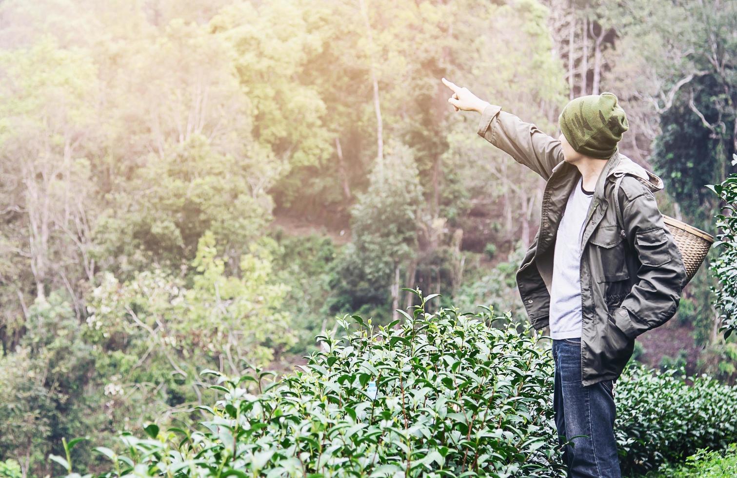 Cosecha del hombre: recoger hojas de té verde frescas en el campo de té de las tierras altas en chiang mai, tailandia, gente local con agricultura en el concepto de naturaleza de las tierras altas foto