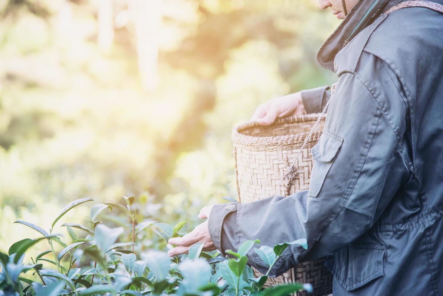 Cosecha del hombre: recoger hojas de té verde frescas en el campo de té de las tierras altas en chiang mai, tailandia, gente local con agricultura en el concepto de naturaleza de las tierras altas foto