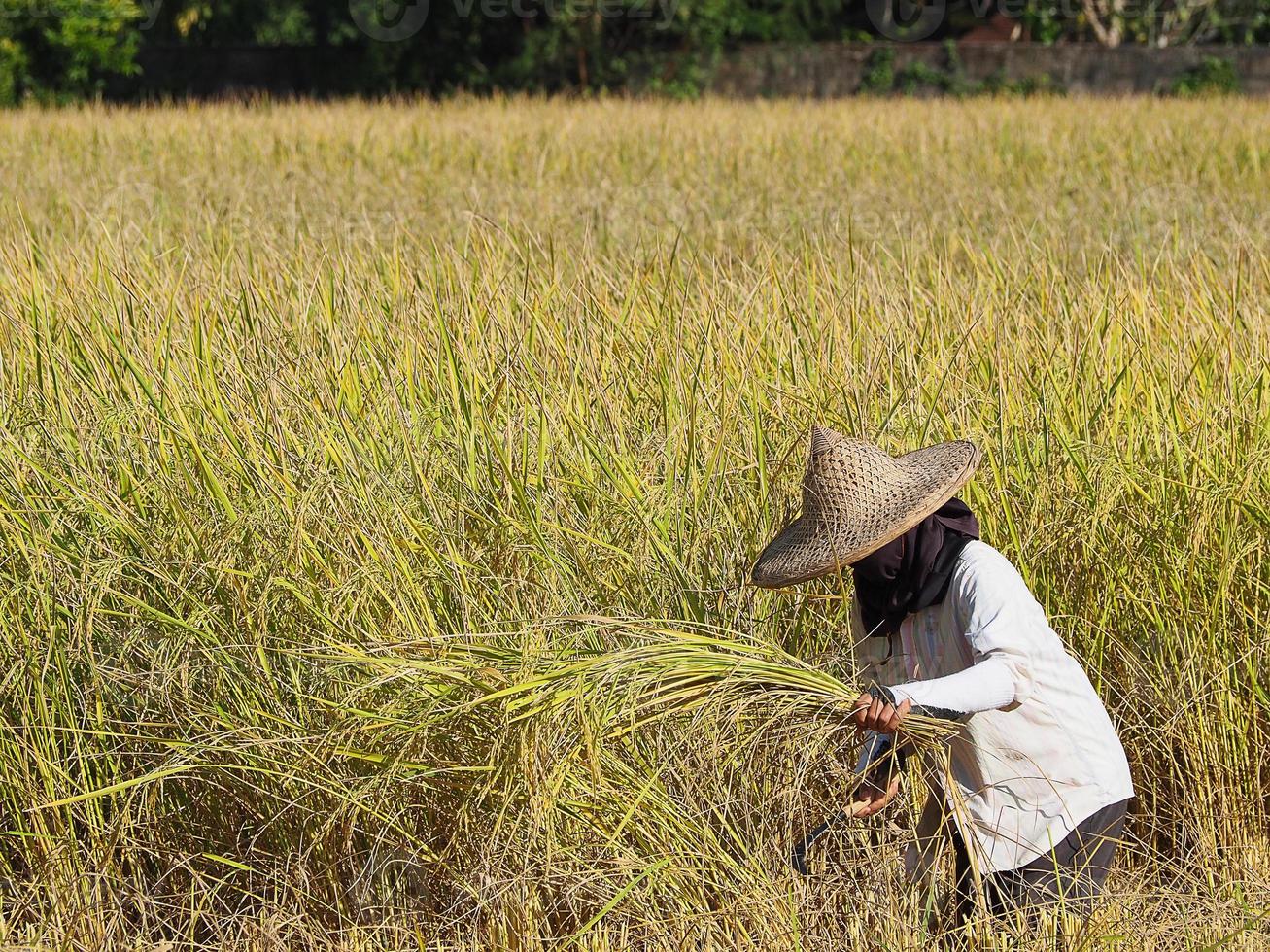 Side view of woman farmer are harvest rice by a sickle photo