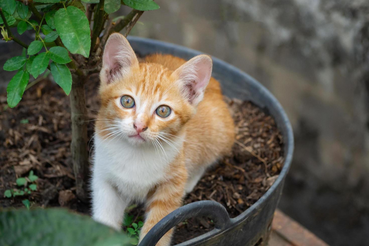 Close-up of kitten or small cat sitting in flower pot. photo