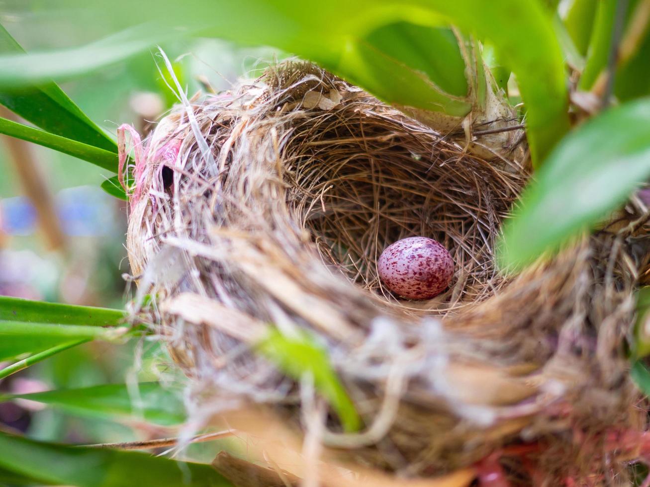 Bird's nest with one egg inside. photo