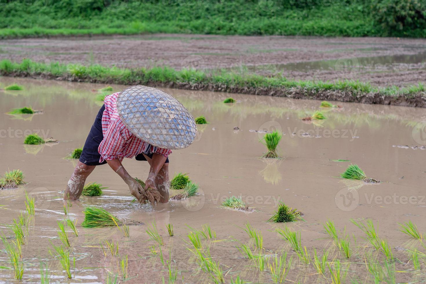 Man farmer are growing rice in rice fields photo