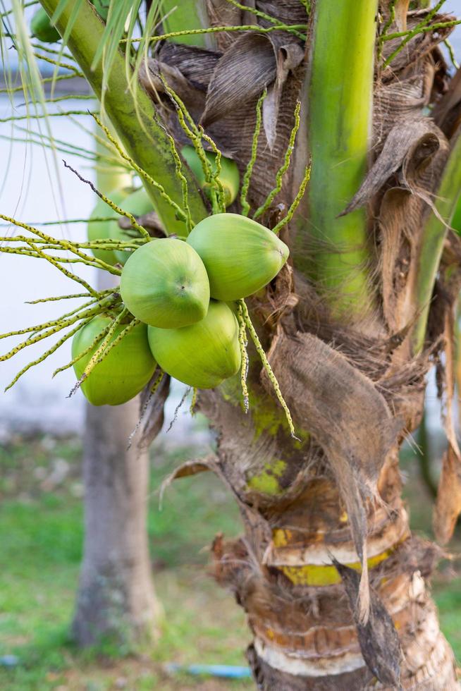 Close-up of the green coconuts growing on the coconut tree in garden photo