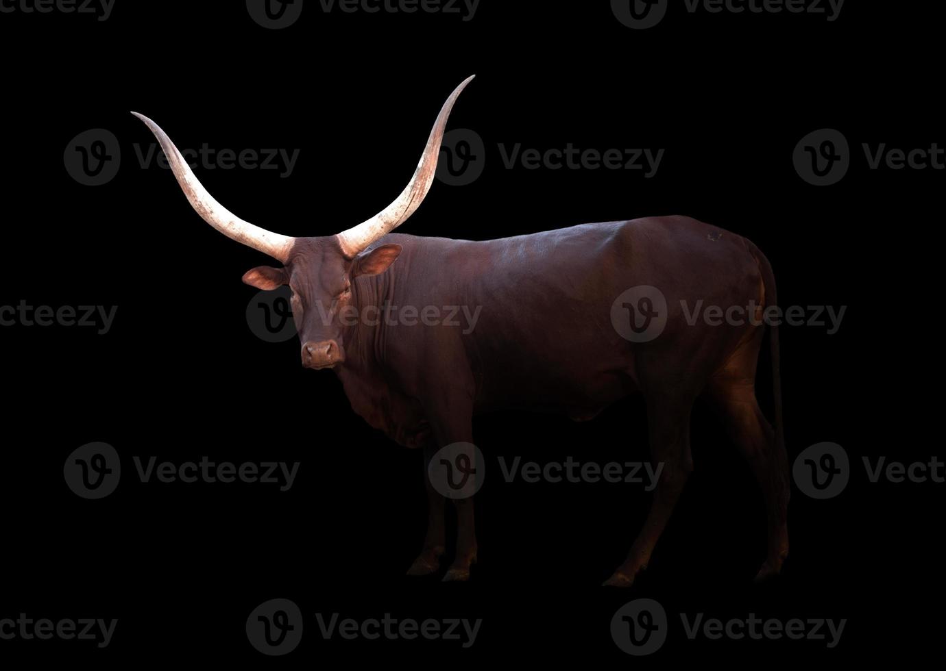 watusi in the dark photo
