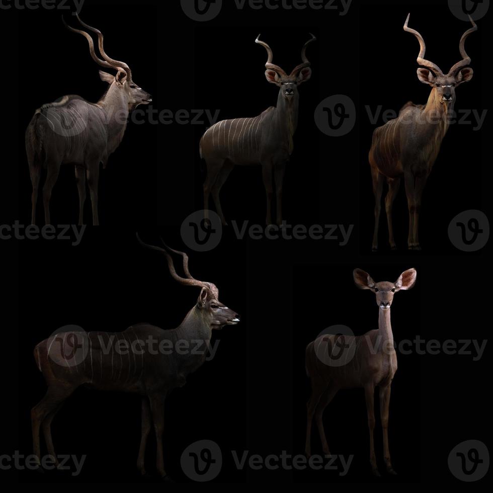 kudu escondido en la oscuridad foto