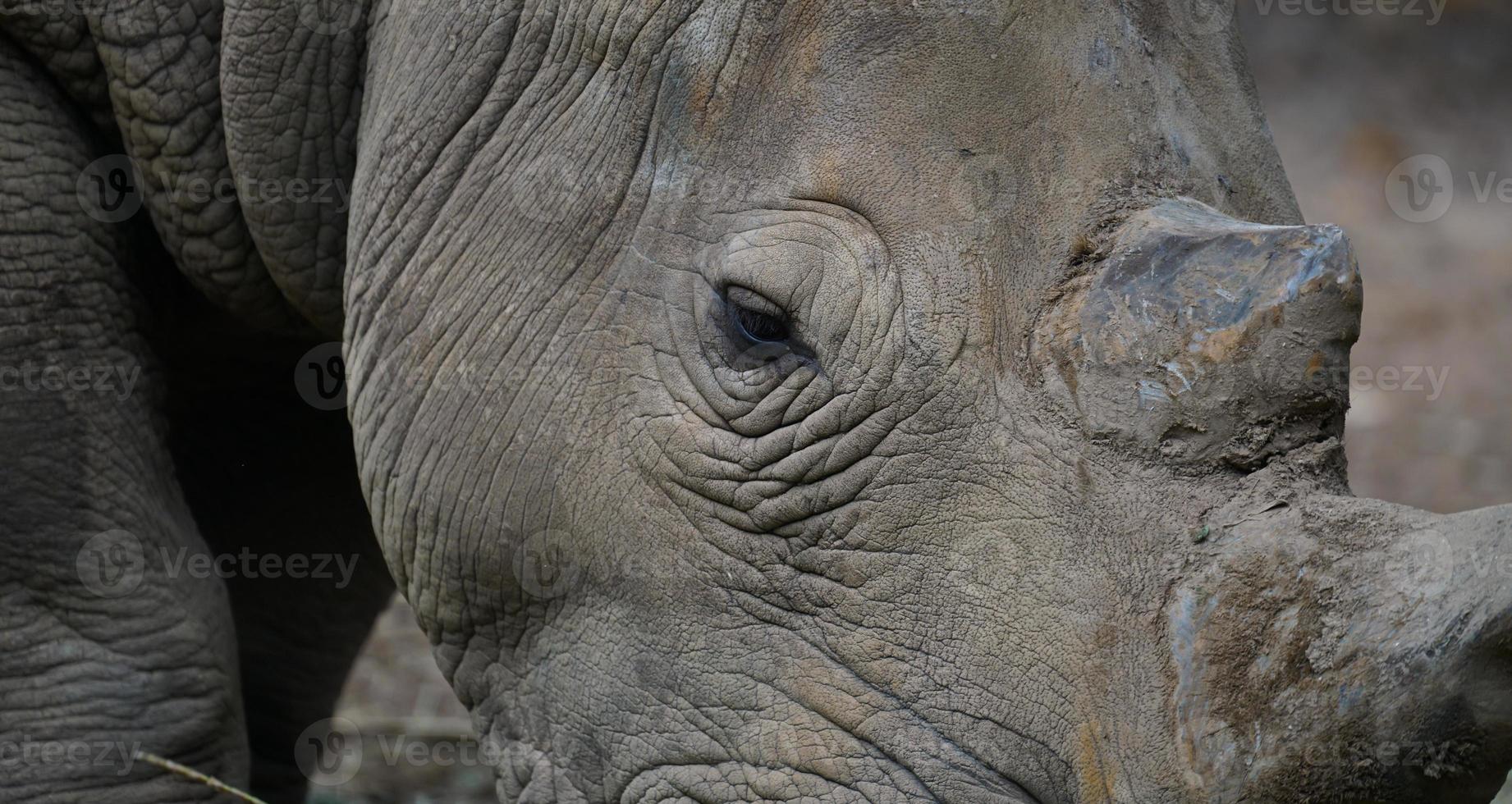 close up eye of  rhinoceros photo