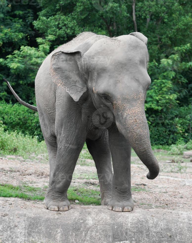 elefante asiático joven en el zoológico foto