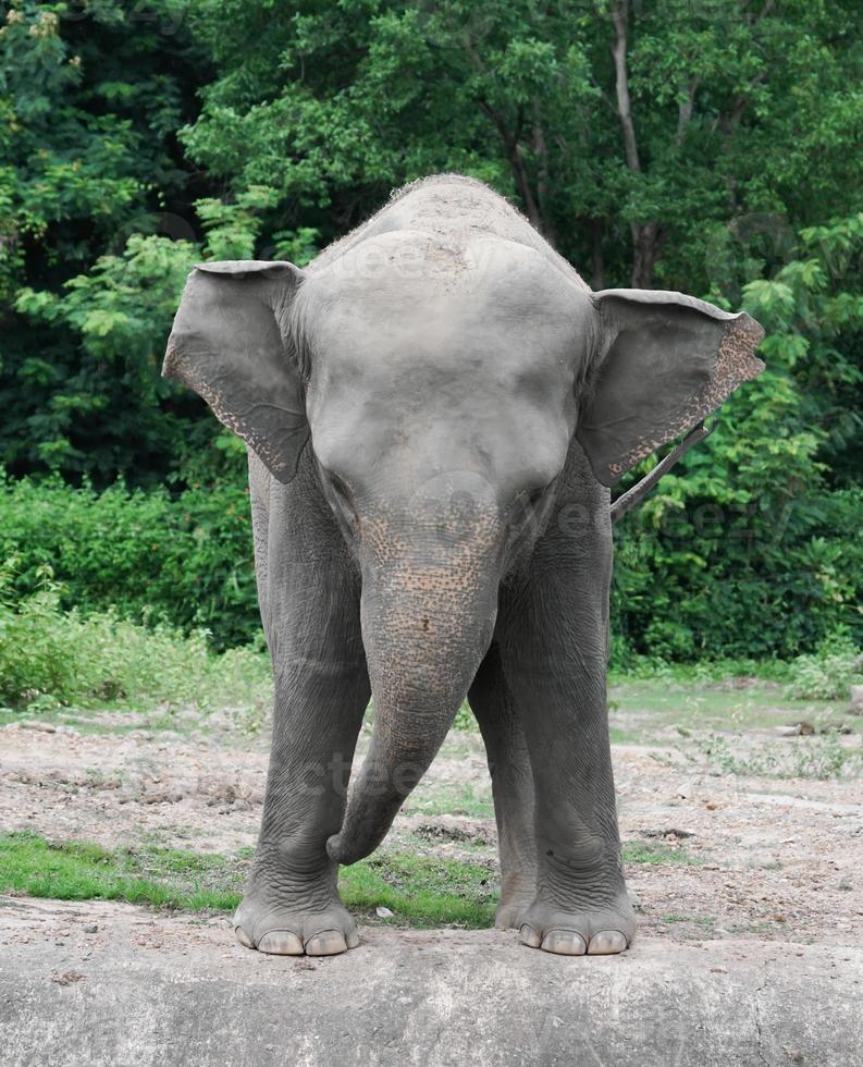 young asiatic elephant at zoo photo