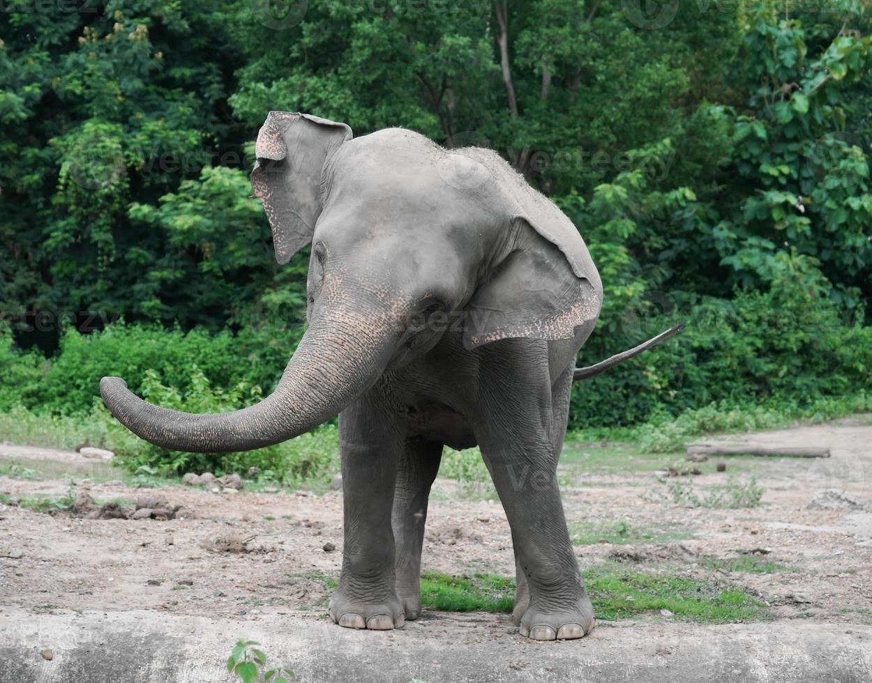 young asiatic elephant at zoo photo