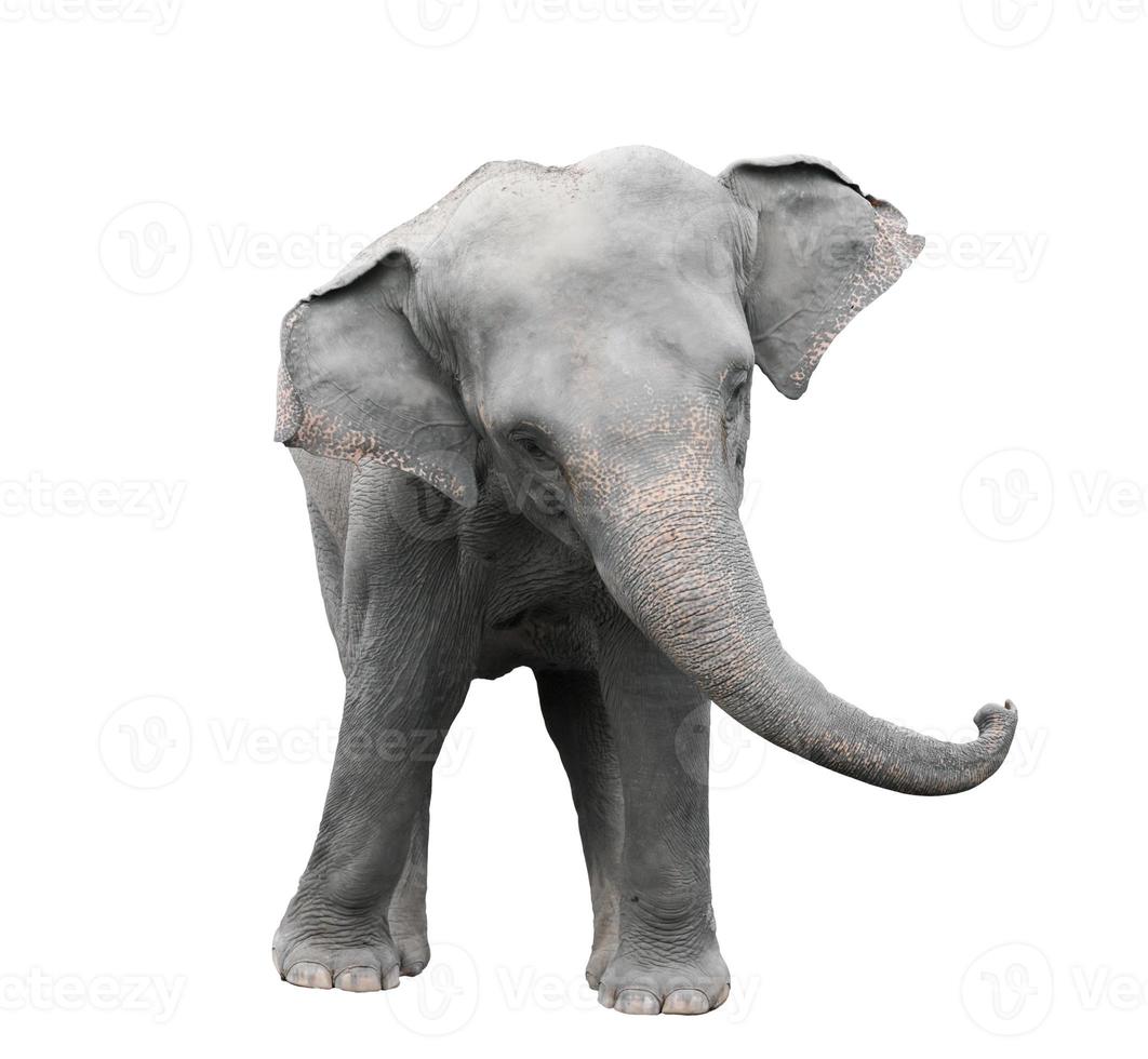 asia elephant isolated white background photo