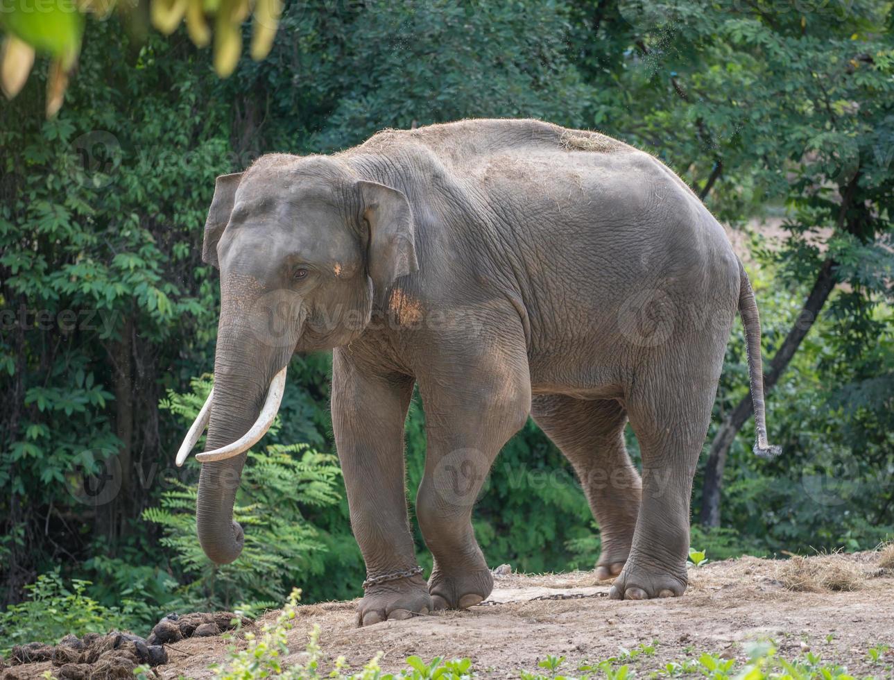 asia elephent tether with chain photo