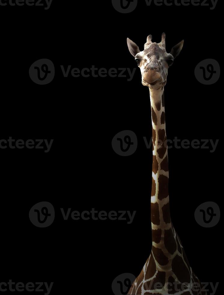giraffe hiding in the dark photo