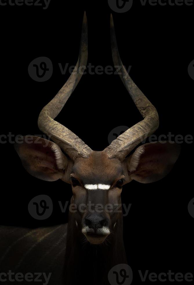male nyala standing in the dark photo