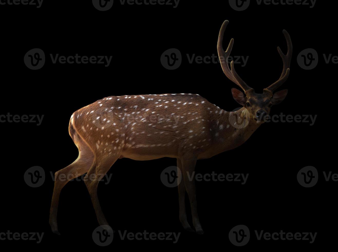 axis deer in the dark photo