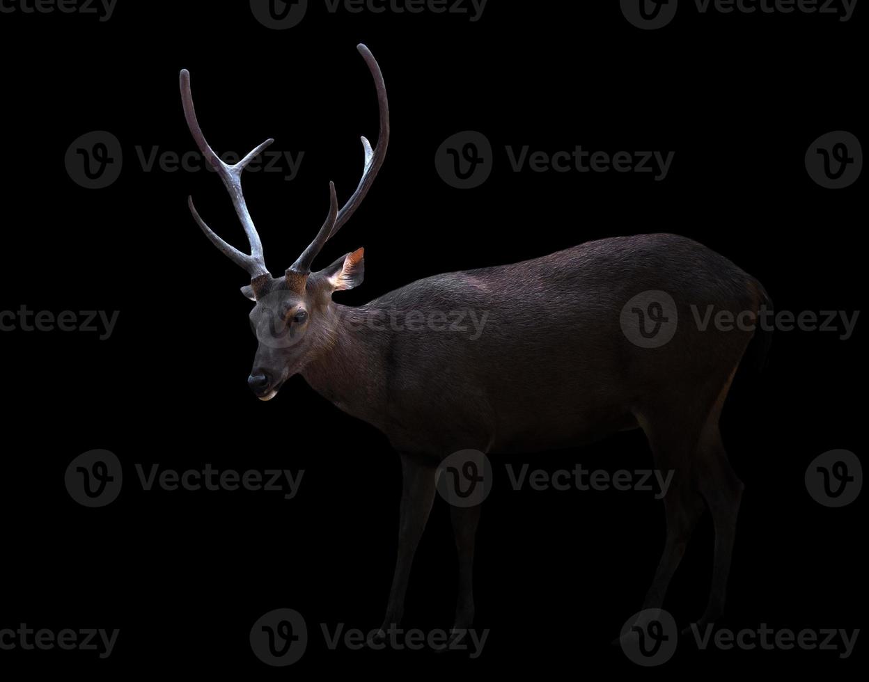 sambar deer in the dark photo