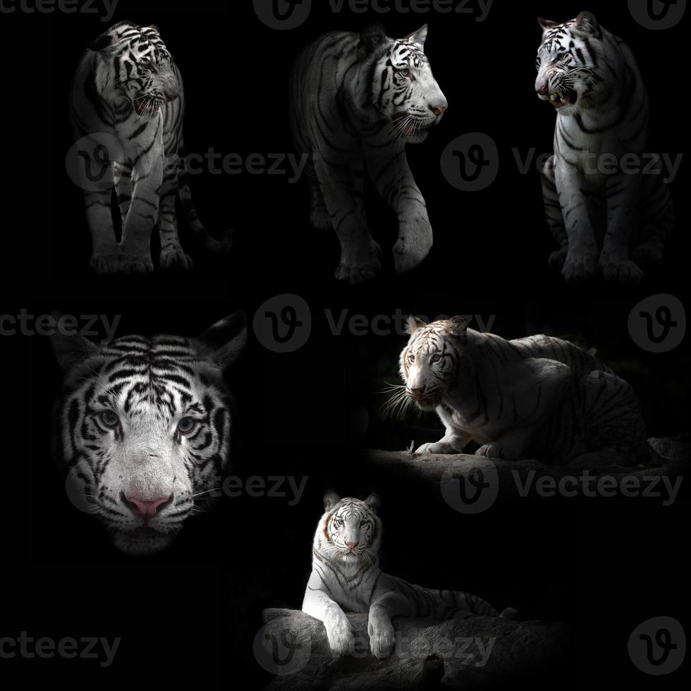 white tiger in the dark photo