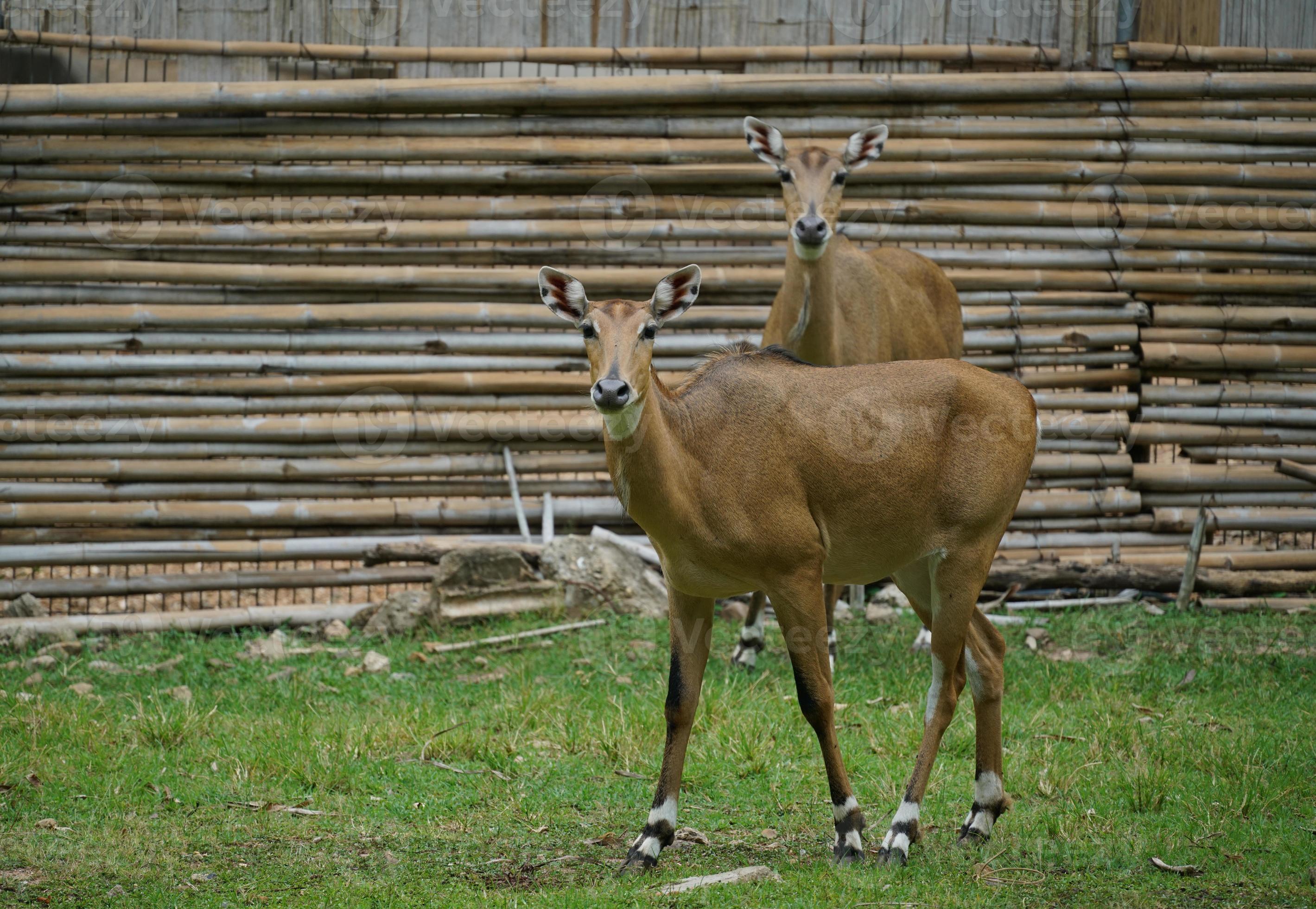 female nilgai in zoo 8743643 Stock Photo at Vecteezy female nilgai in zoo 8743643 Stock Photo at Vecteezy