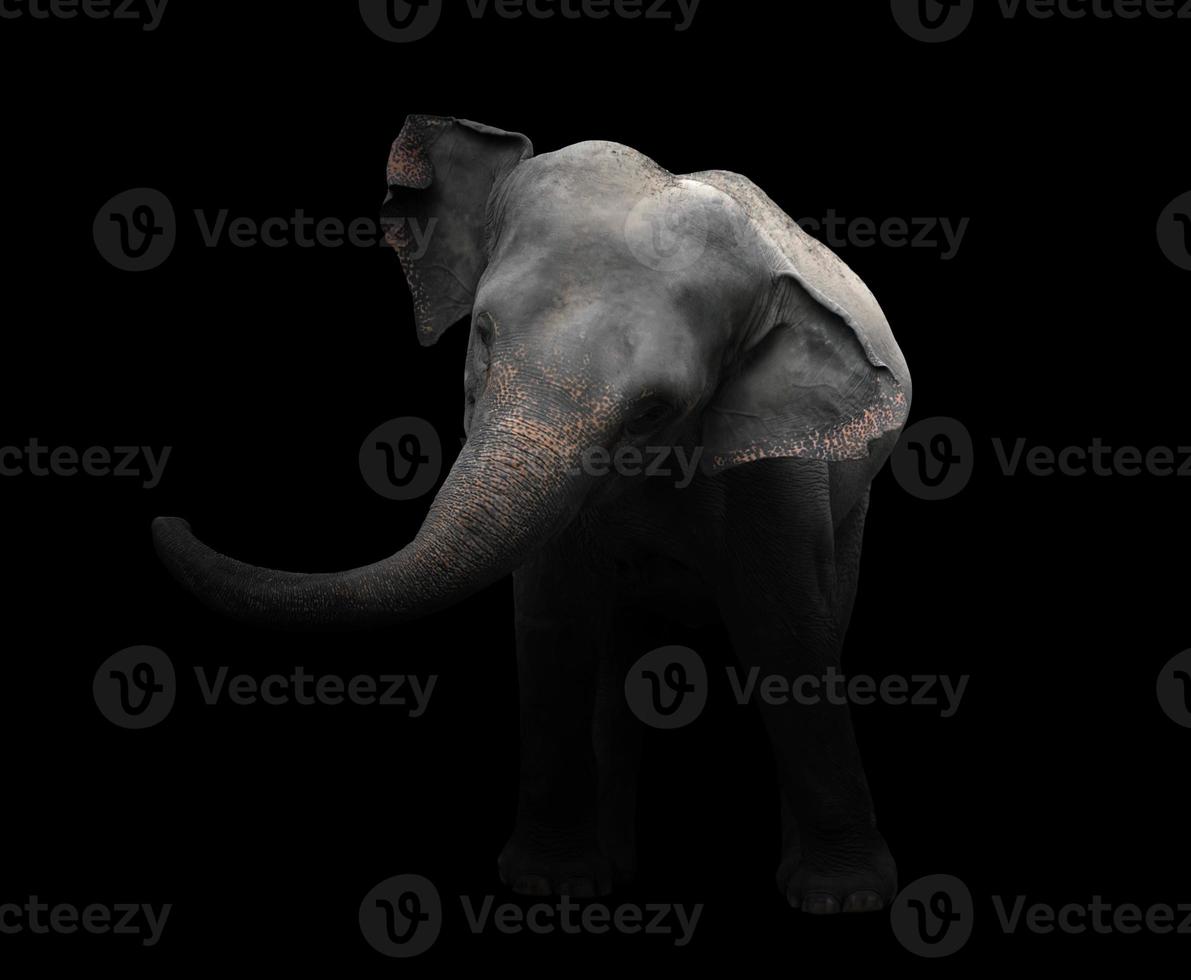 asia elephant standing in dark background photo