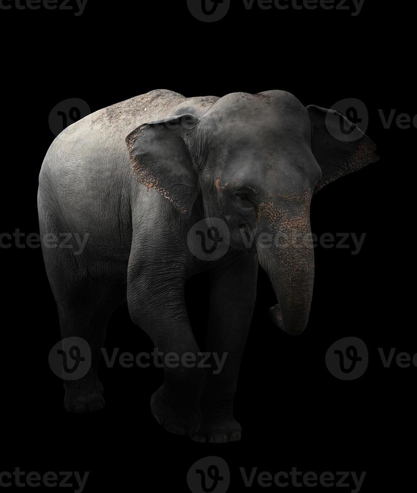 asia elephant standing in dark background photo