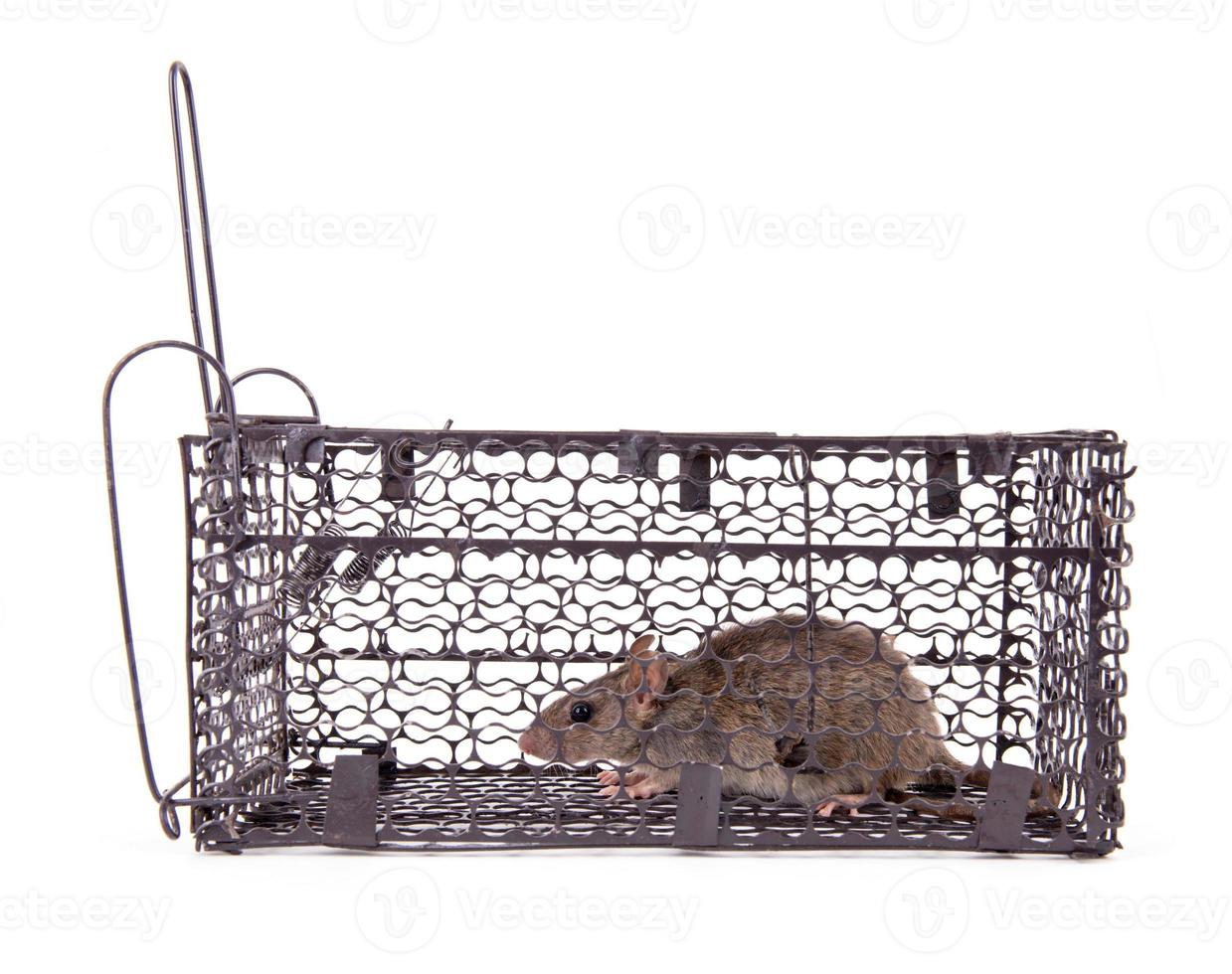 rat trap isolated photo