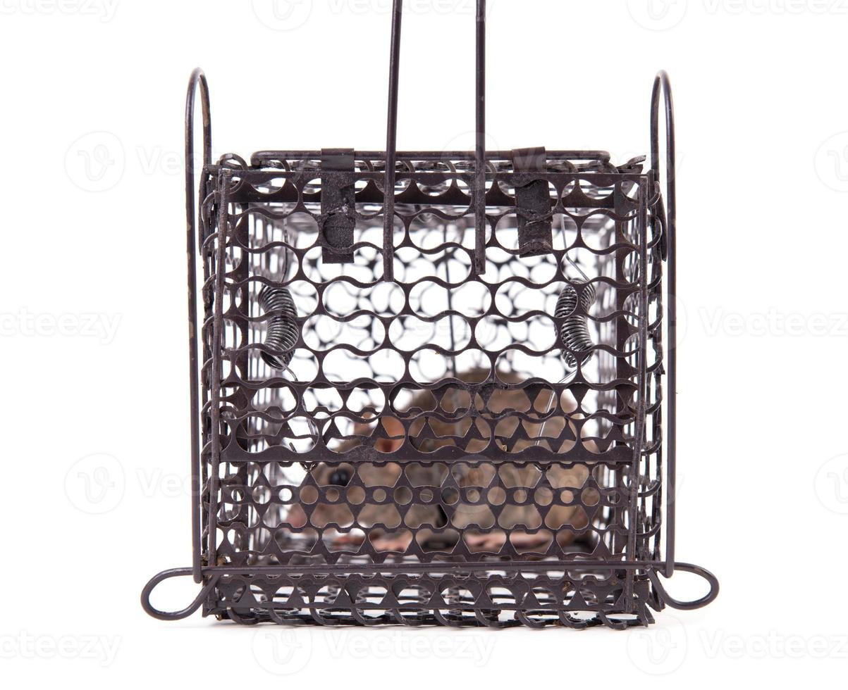 rat trap isolated photo