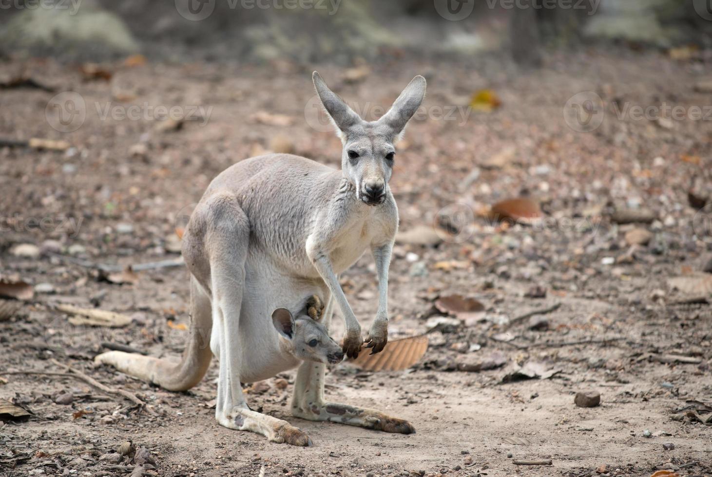 gay kangaroo with joey photo