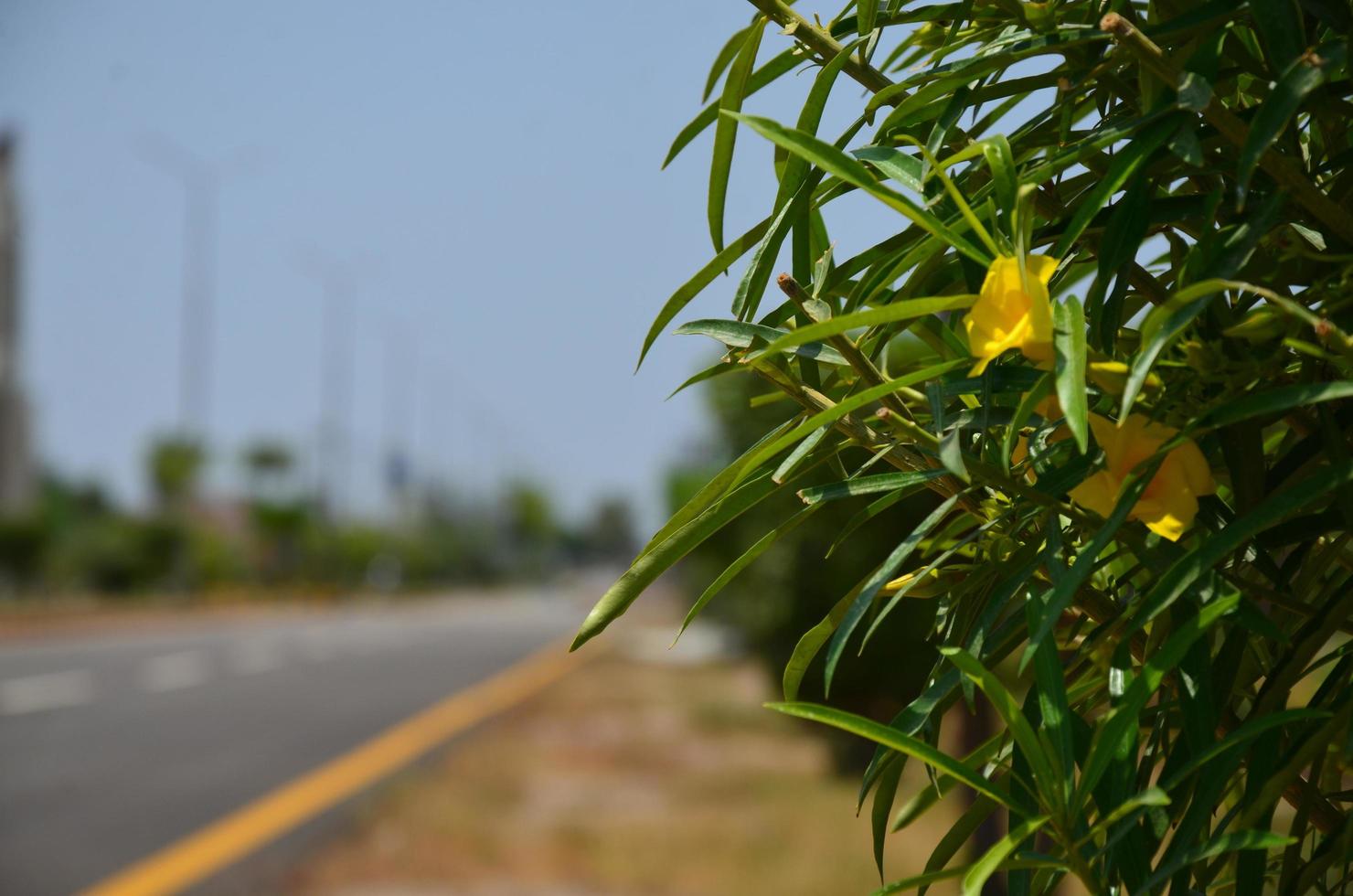 Green Background Leaf Road Side Wallpaper photo