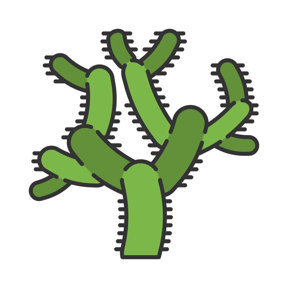 Teddy bear cholla cactus color icon. Cylindropuntia. Cylindroid-jointed cacti. America native tropical plant. Isolated vector illustration