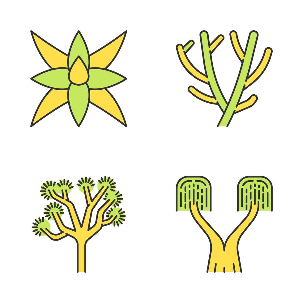 Desert plants color icons set. Exotic flora. Fox tale agave, pencil cactus, joshua tree, ponytail palm. Isolated vector illustrations