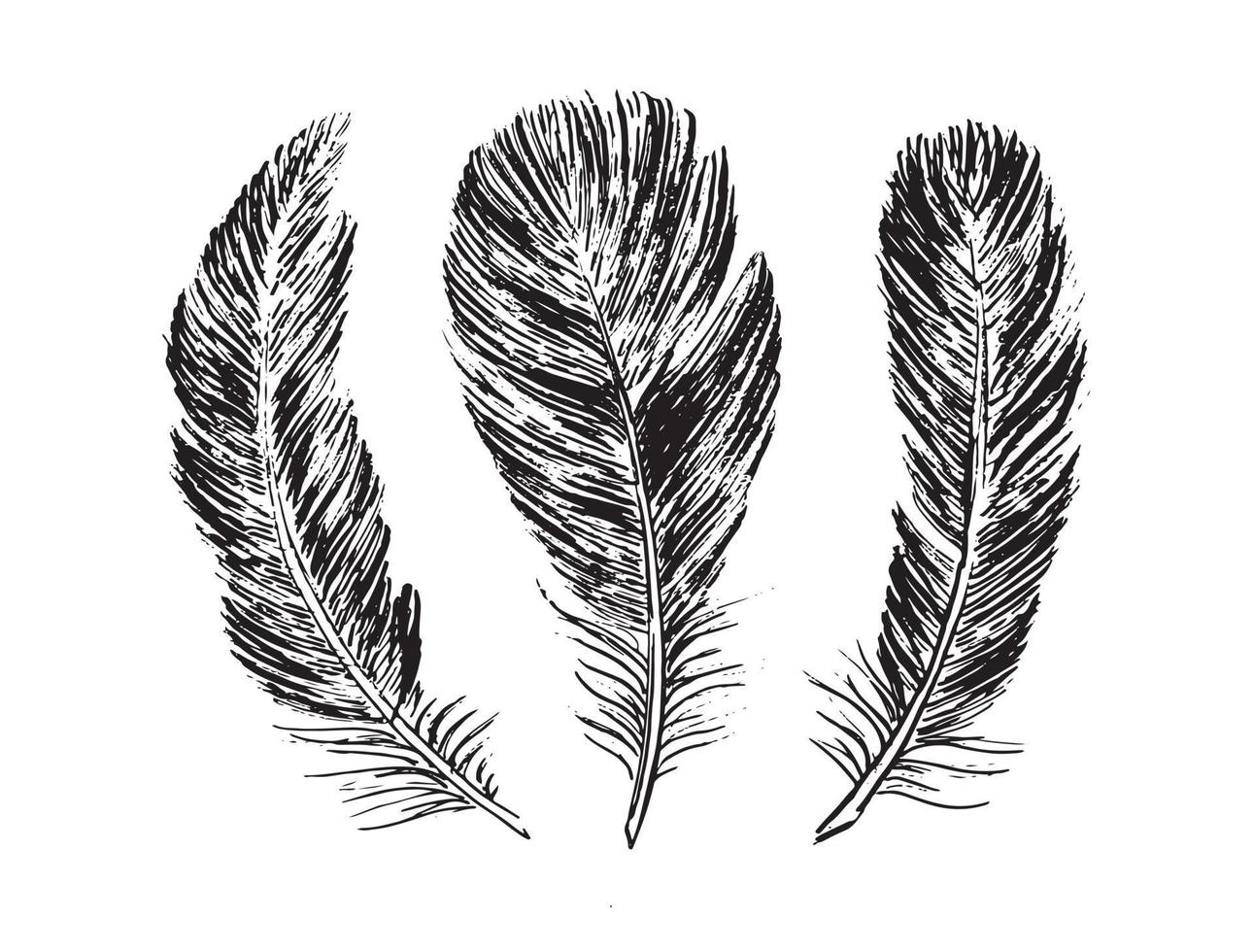 Feathers on white background. Hand drawn sketch style. vector