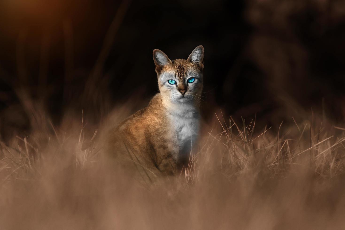 Cat Blue Eyes in Summer. Animal Concept. photo