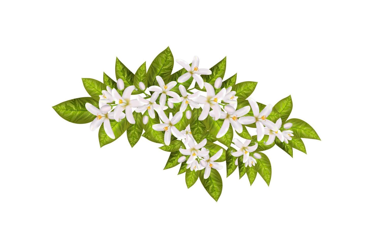 Leaves and flowers of neroli. vector