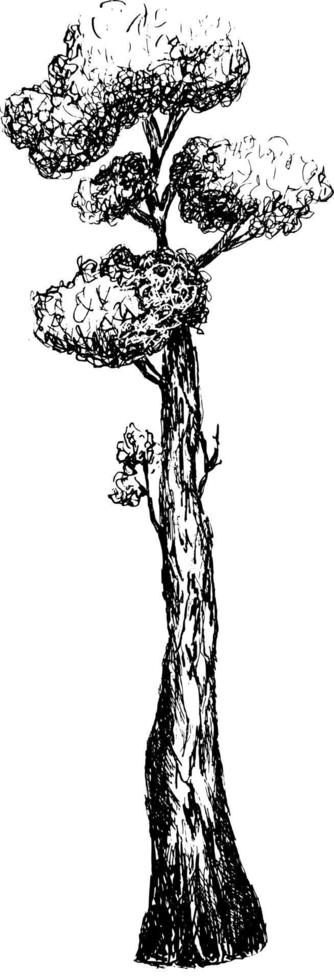 boceto de dibujo de un árbol. vector