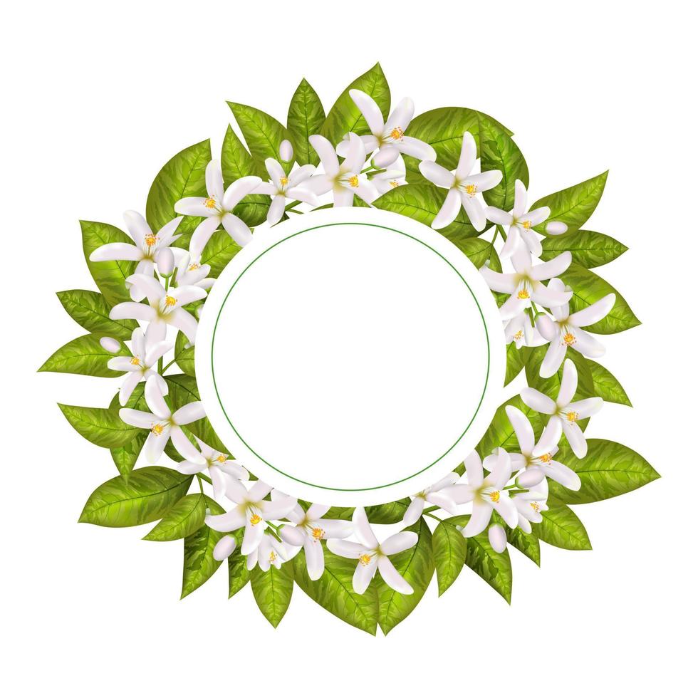 Leaves and flowers of neroli. vector