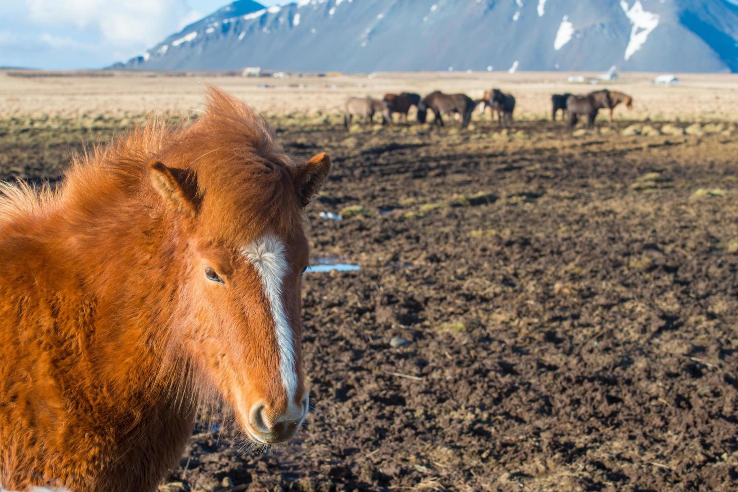 Icelandic horse and iconic farm animal in Iceland. The Icelandic horse is a unique breed of smallish horses that came to Iceland with the first settlers from Norway. photo