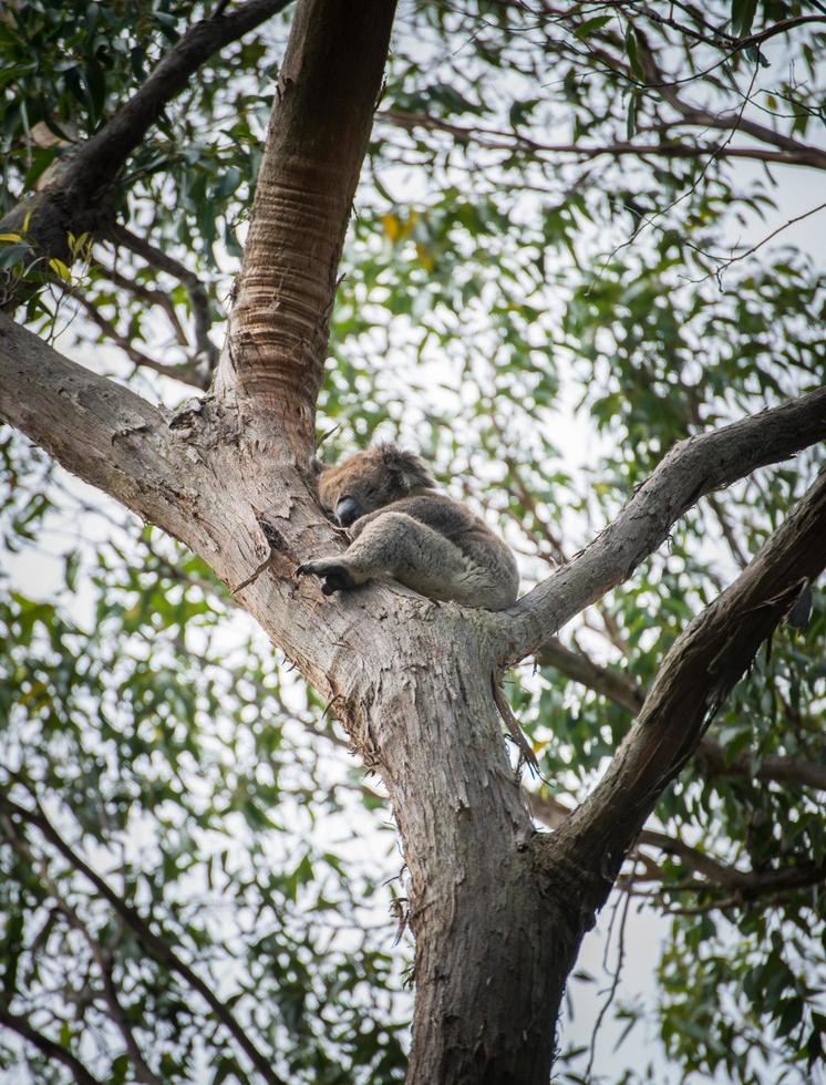 Australian Koala sleeping on the tree in Oatway national park, Victoria state of Australia. Koalas are one of the most iconic animals in Australia. photo