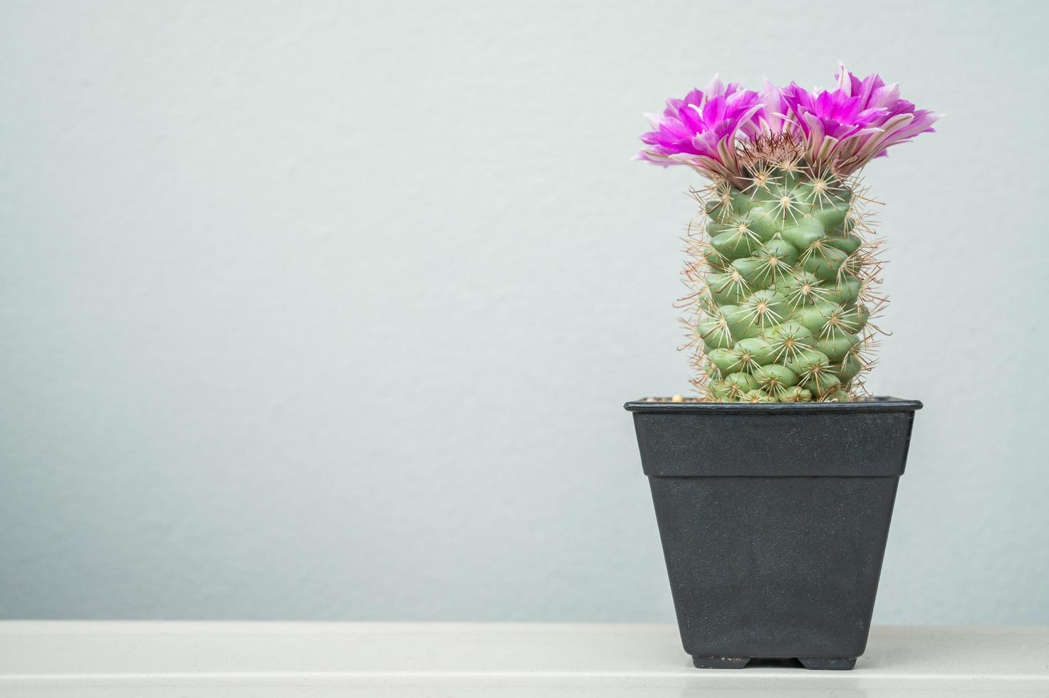 cactus mammillaria schumannii con flores magenta floreciendo en la cabeza. especie única de mammillaria con piel azul fría y una flor magenta brillante. foto