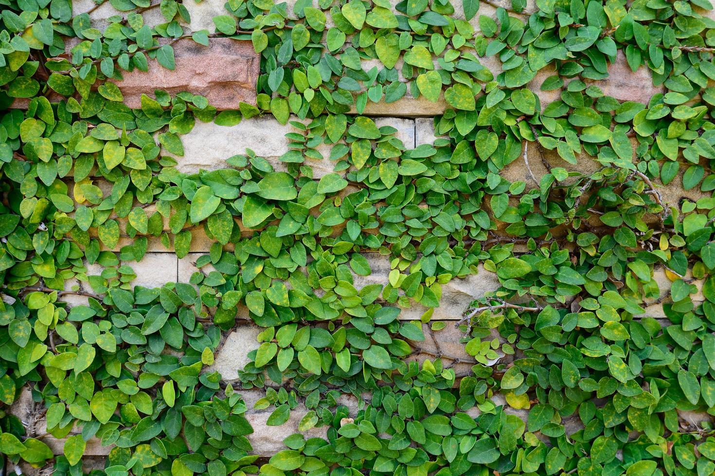 Plant growing on the surface of cutting rock wall. photo