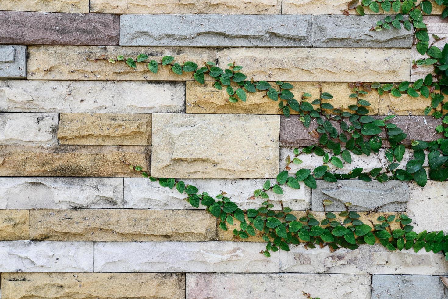 Plant growing on the surface of cutting rock wall. photo